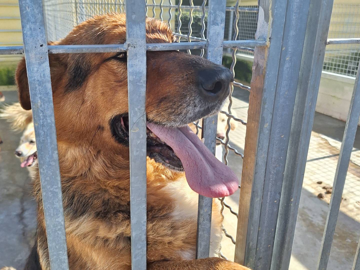 Adotta il cane Ringo a Napoli