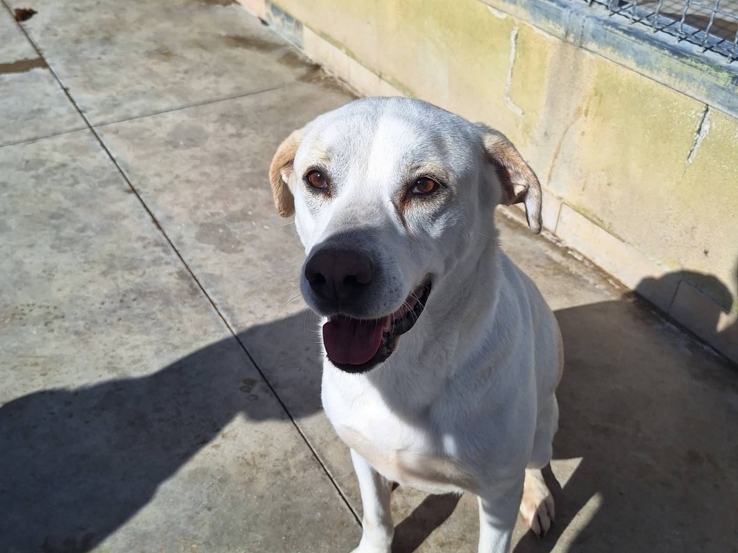 Adozione cane, femmina, Razza sconosciuta Razza sconosciuta, 4 anni, taglia grande, Napoli