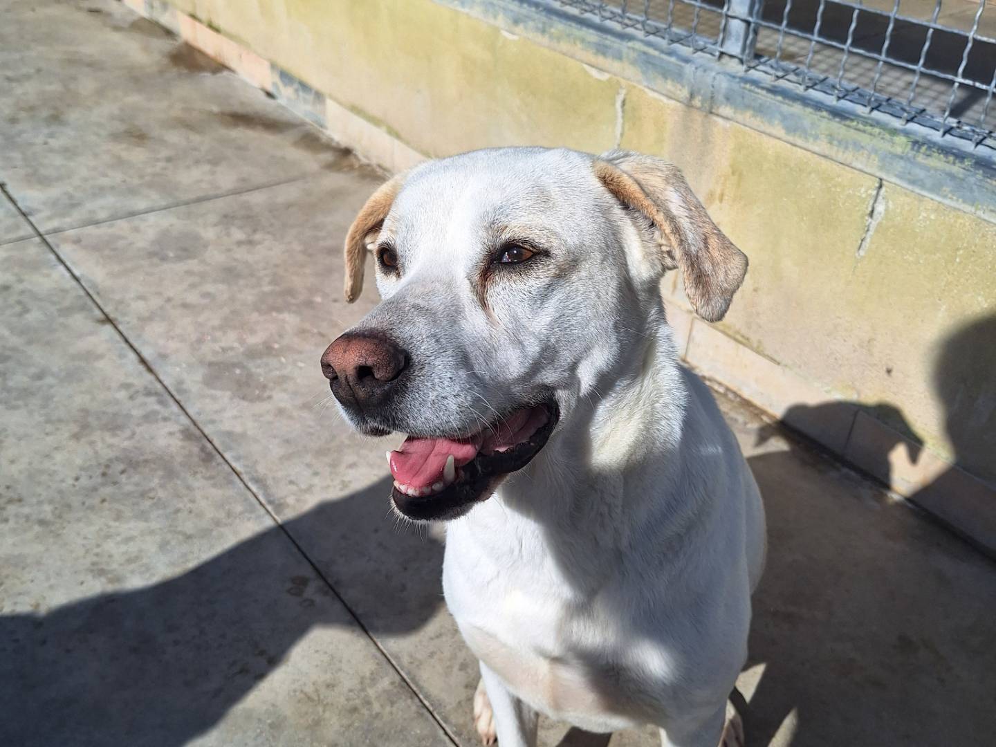 Adotta un cane, femmina, 4 anni, Napoli