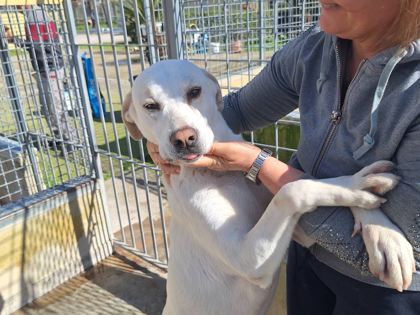 Adotta un cane, taglia grande, femmina, Napoli