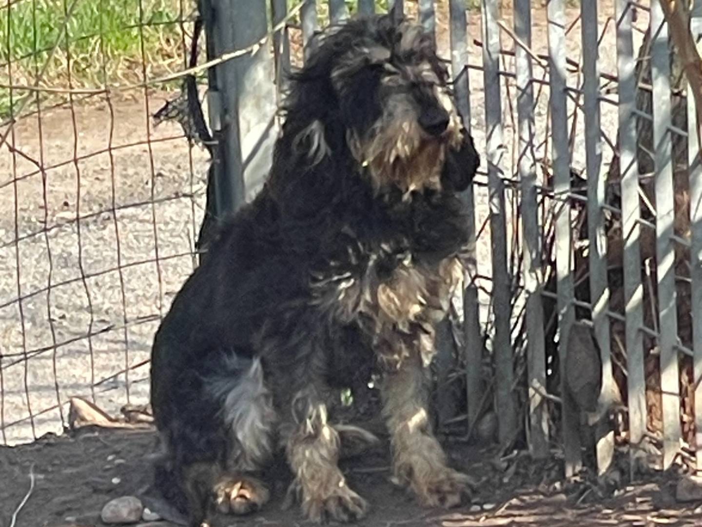 Adozione cane, femmina, Segugio Razza sconosciuta, 1 anno e 3 mesi, taglia piccola, Brescia