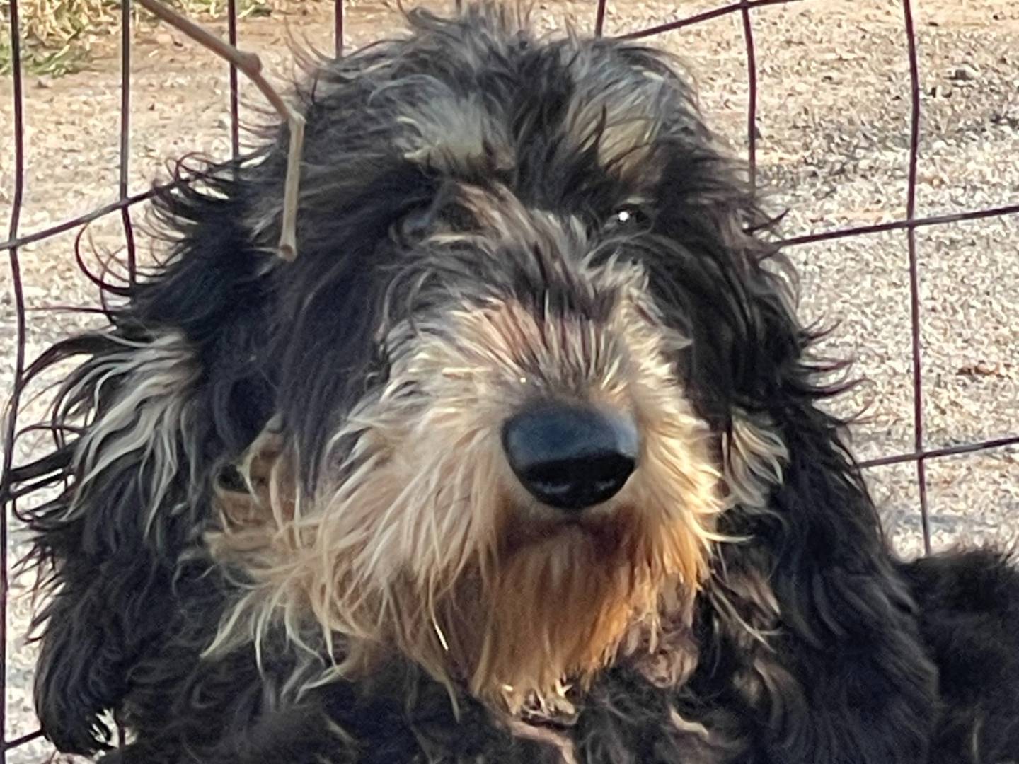 Adotta un cane, femmina, 1 anno e 3 mesi, Brescia