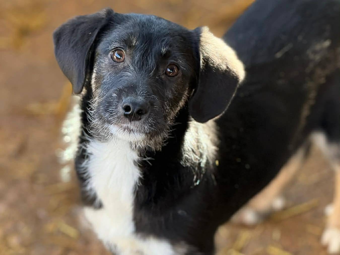 Adozione cane, femmina, Razza sconosciuta Razza sconosciuta, 3 mesi, taglia media contenuta, Firenze