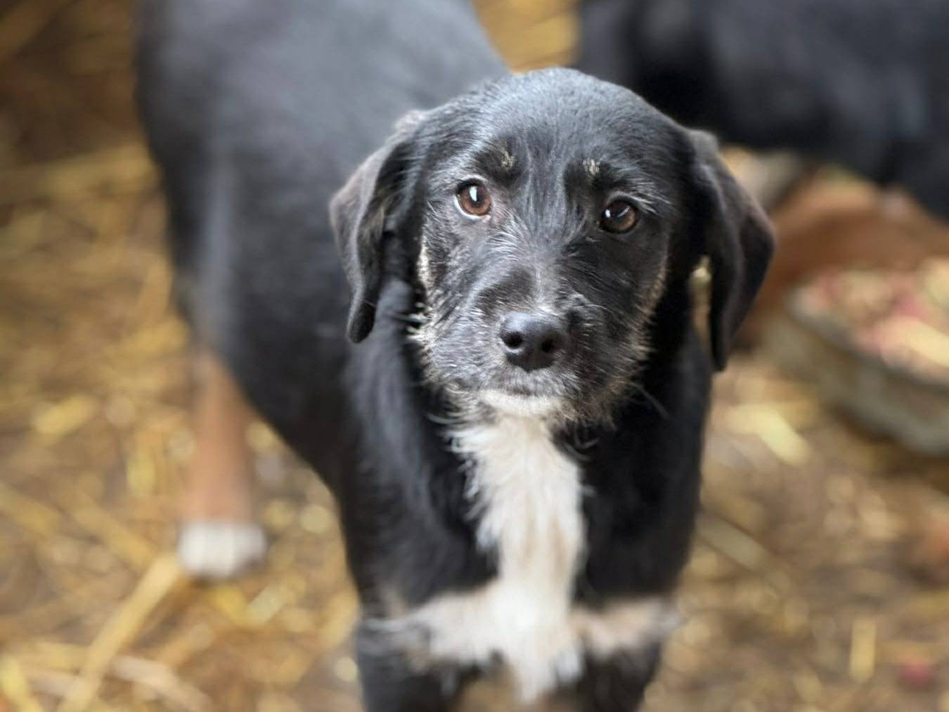 Vuoi adottare un cane a Firenze?
