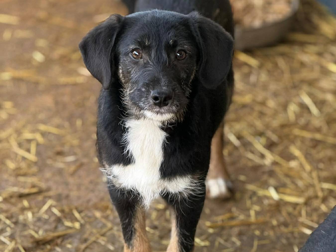 Adotta il cane DOLI a Firenze