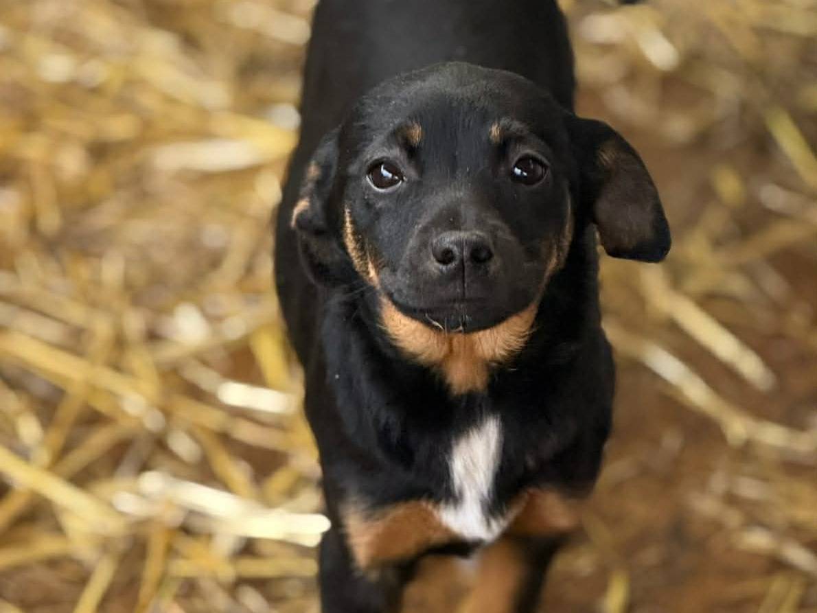 Adotta un cane, taglia media contenuta, femmina, Firenze