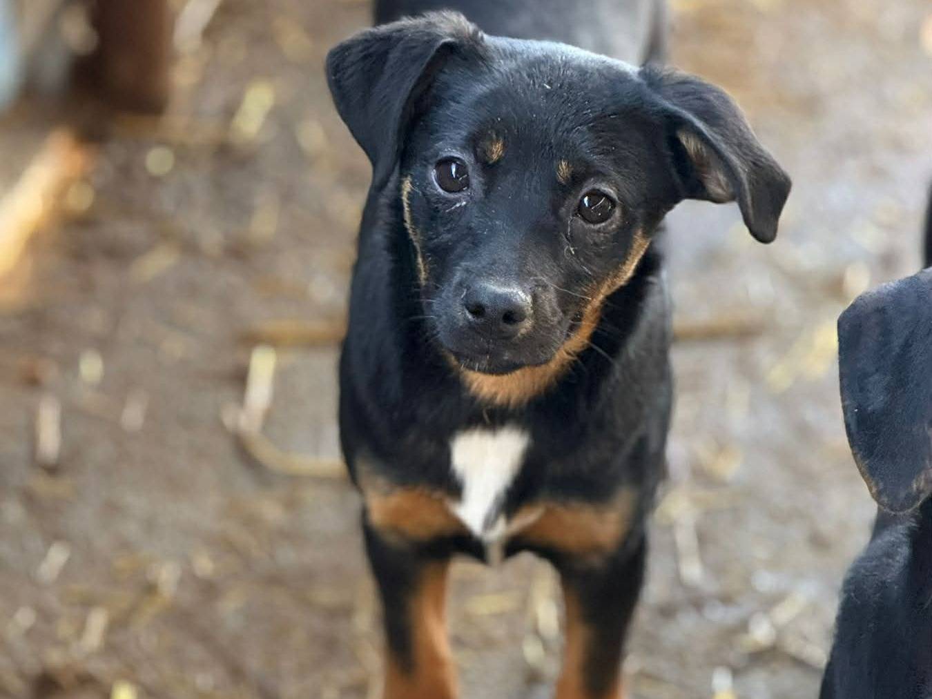 Adotta il cane JUDI a Firenze