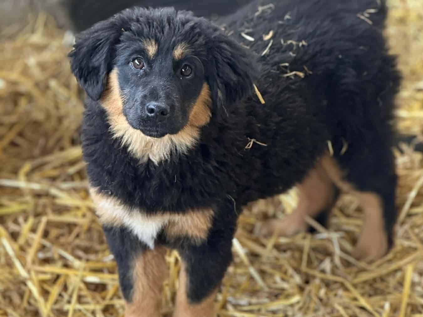 Adotta un cane, femmina, 3 mesi, Firenze