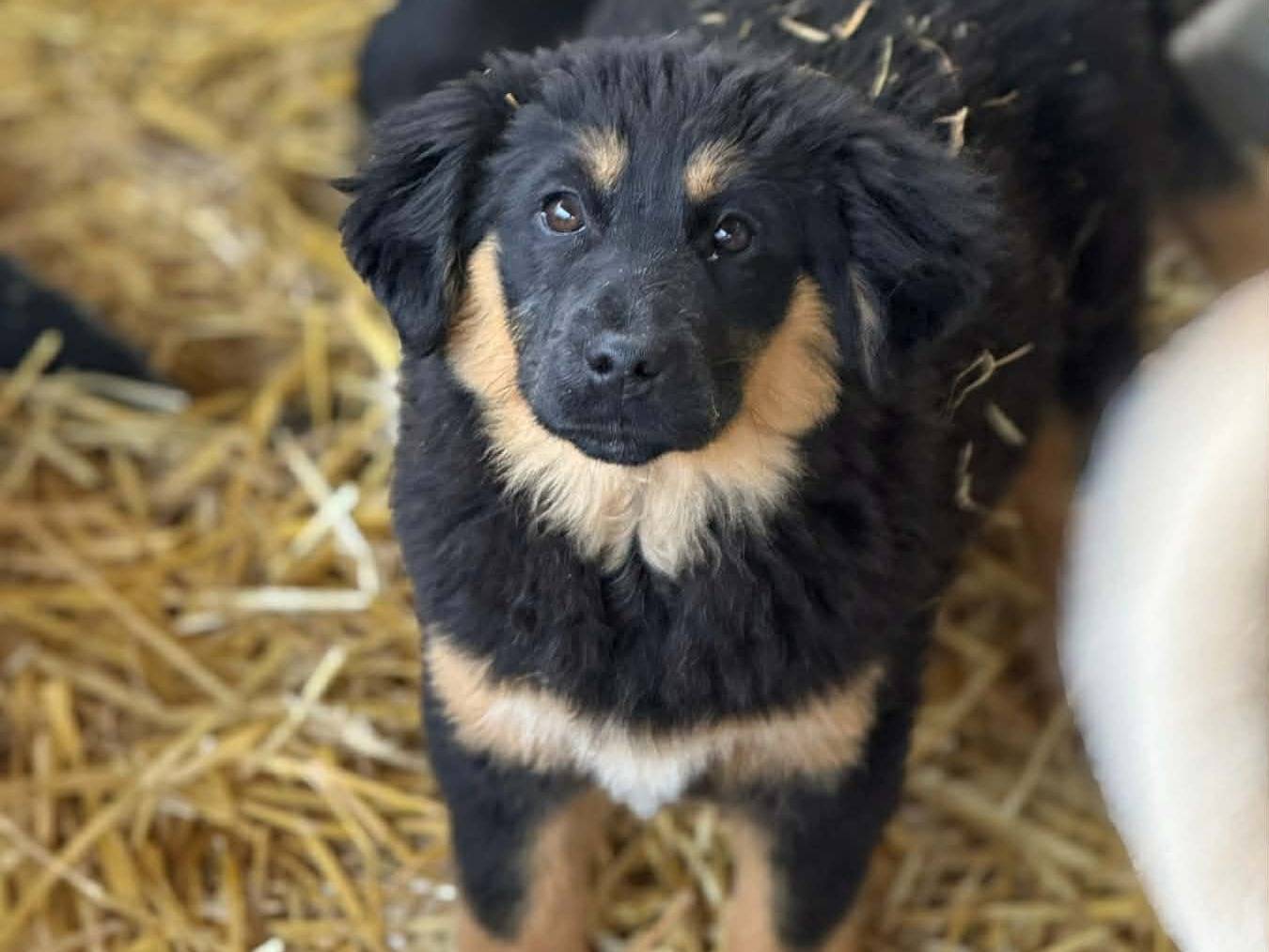 Adotta un cane, taglia media, femmina, Firenze