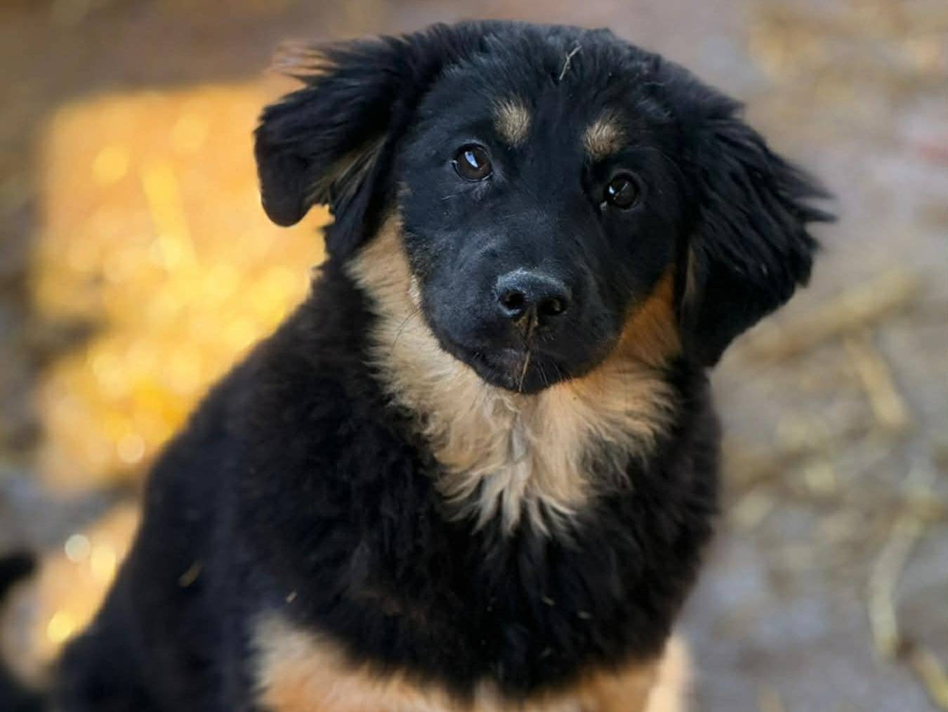 Vuoi adottare un cane a Firenze?