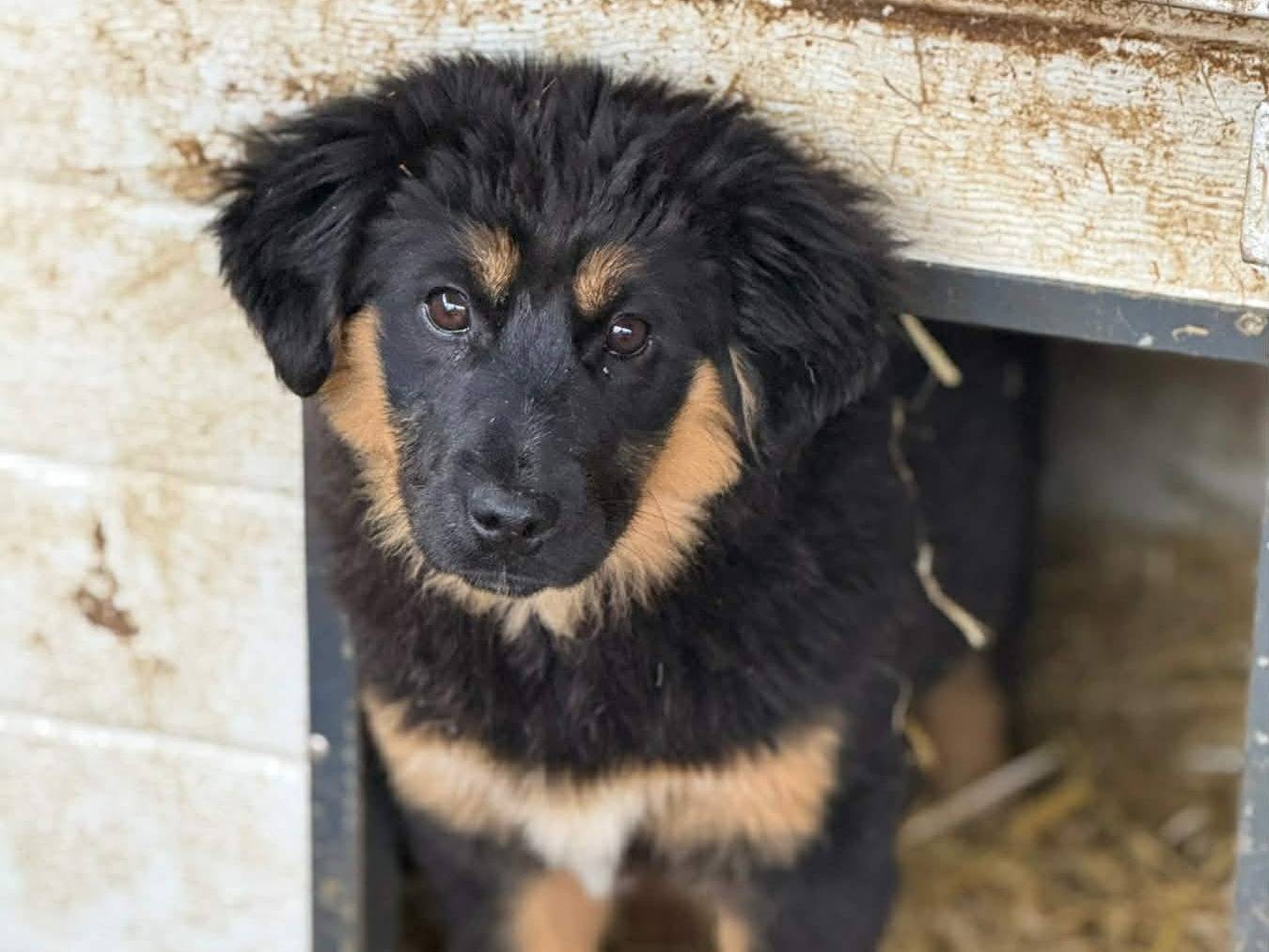 Adotta il cane DIVA a Firenze