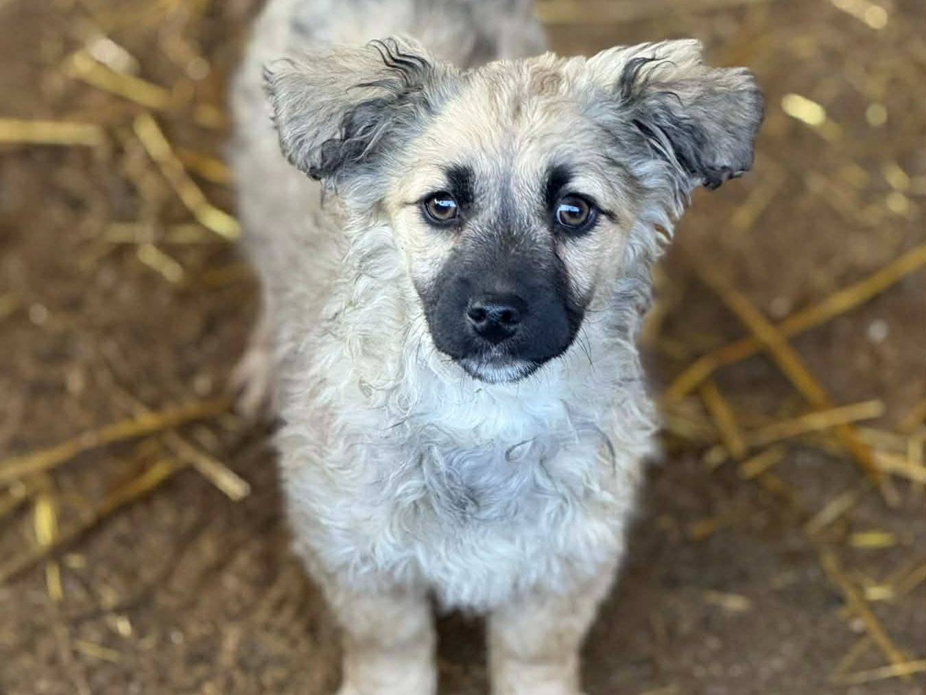 Adozione cane, femmina, Razza sconosciuta Razza sconosciuta, 3 mesi, taglia piccola, Firenze
