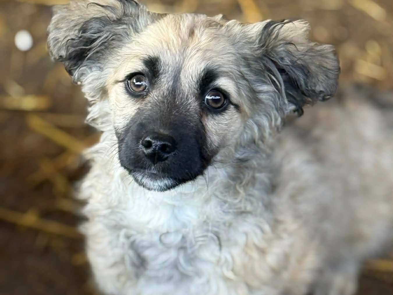 Adotta un cane, femmina, 3 mesi, Firenze