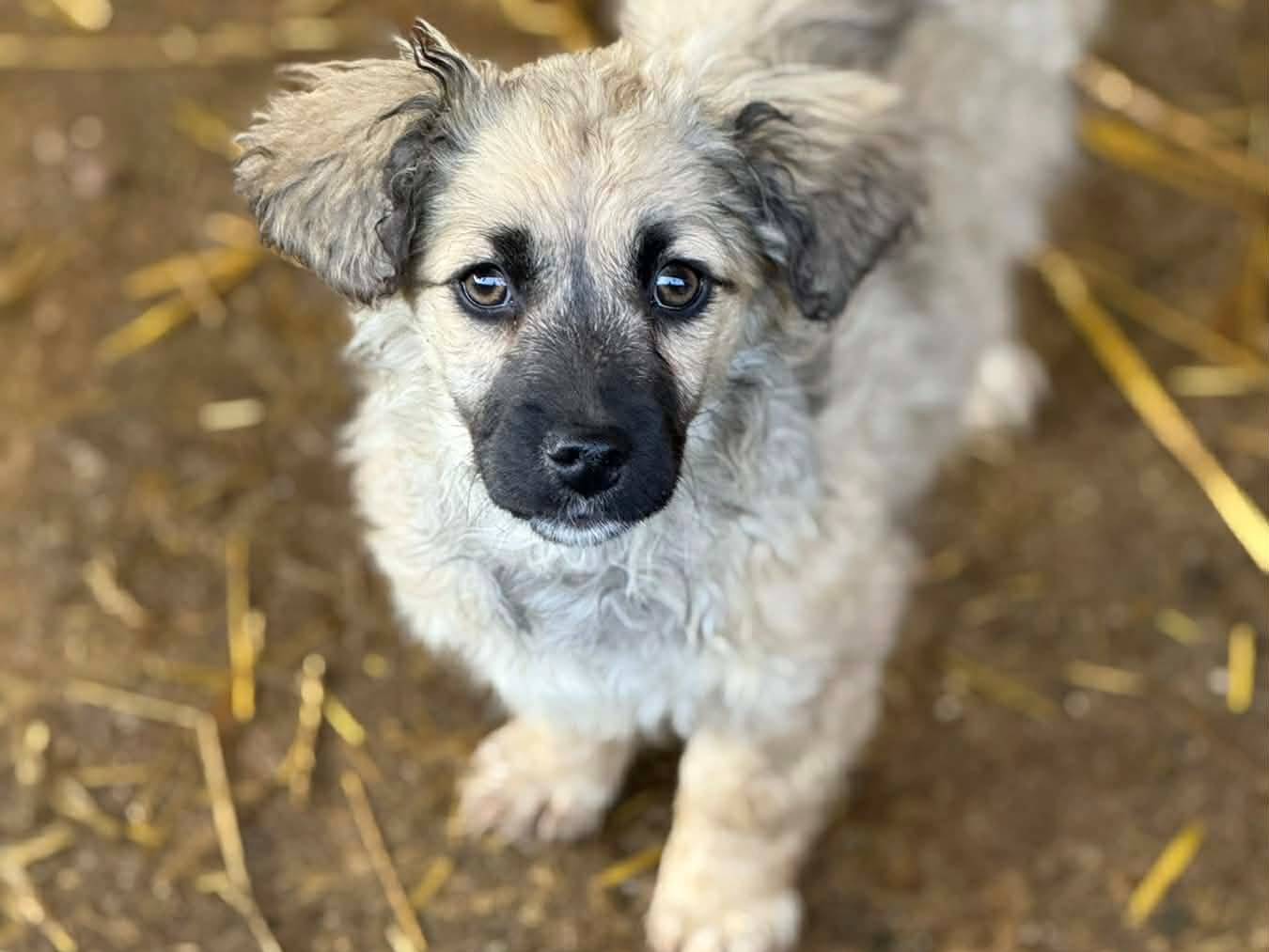 Adotta un cane, taglia piccola, femmina, Firenze