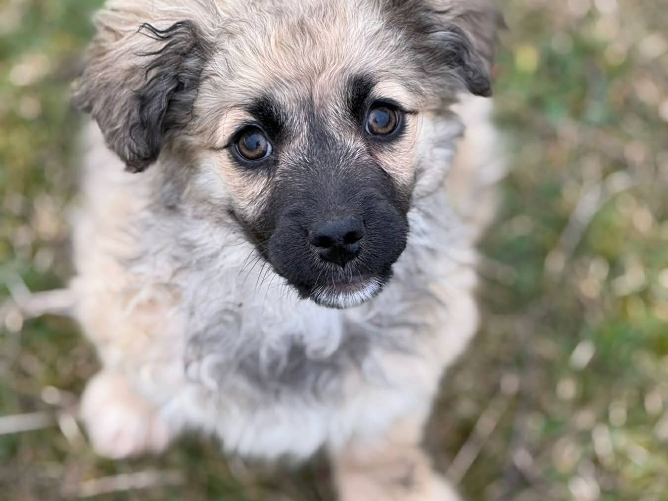 Vuoi adottare un cane a Firenze?