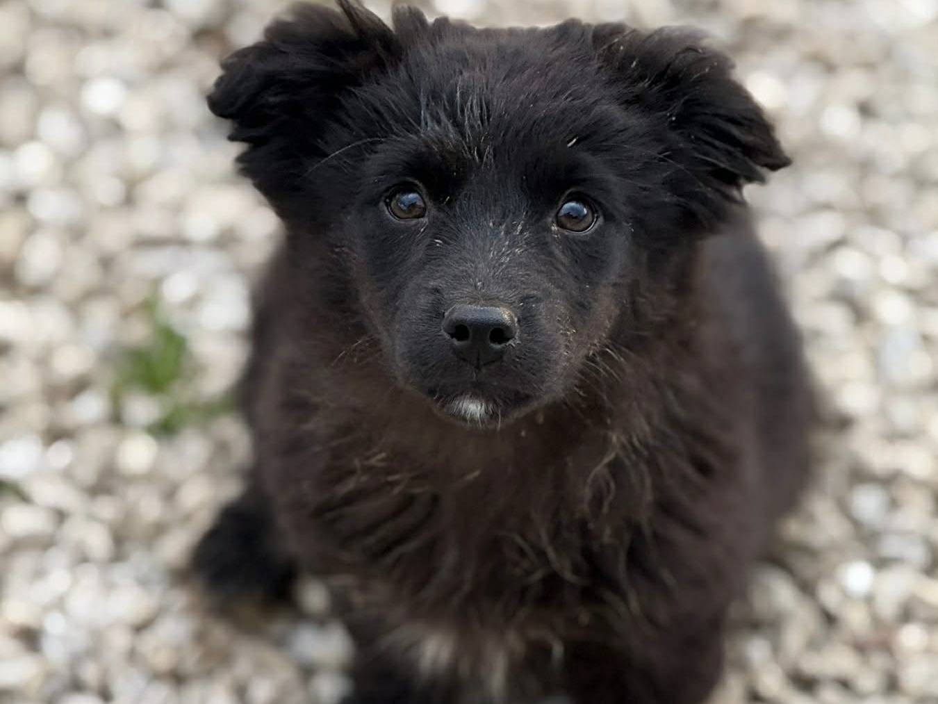 Adotta un cane, taglia piccola, femmina, Firenze