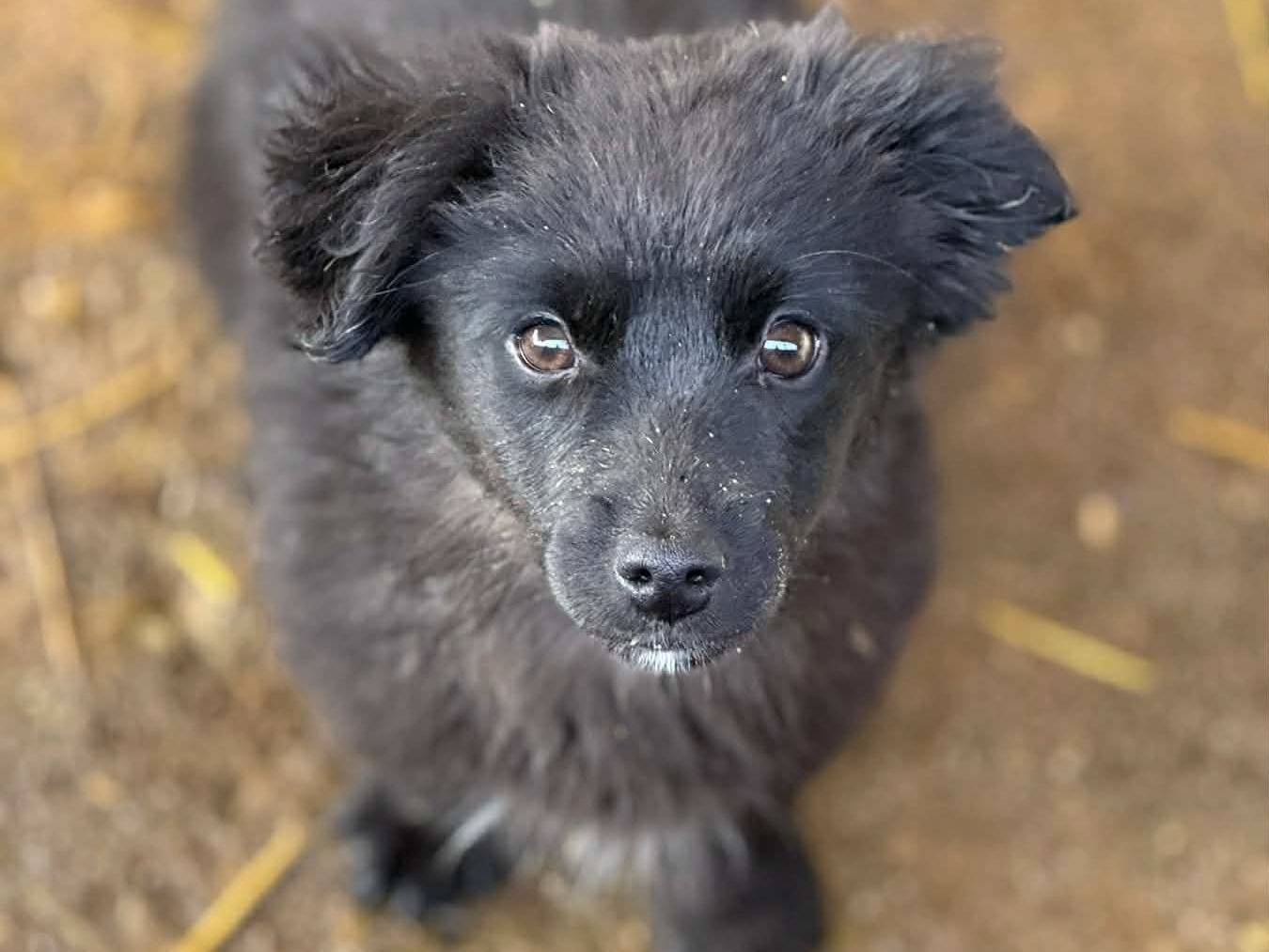 Vuoi adottare un cane a Firenze?
