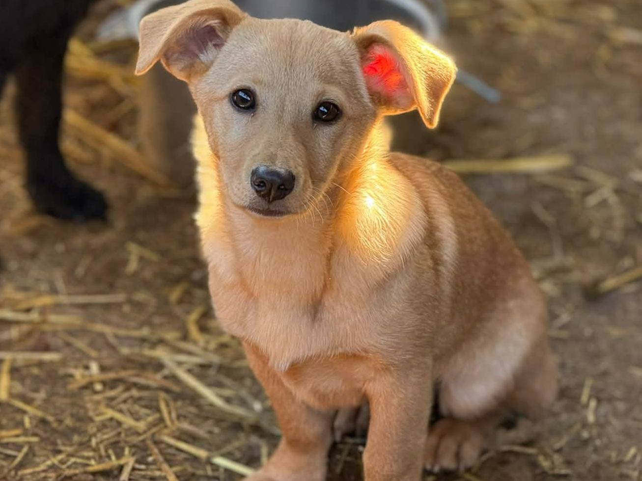 Adozione cane, femmina, Razza sconosciuta Razza sconosciuta, 2 mesi, taglia media contenuta, Firenze