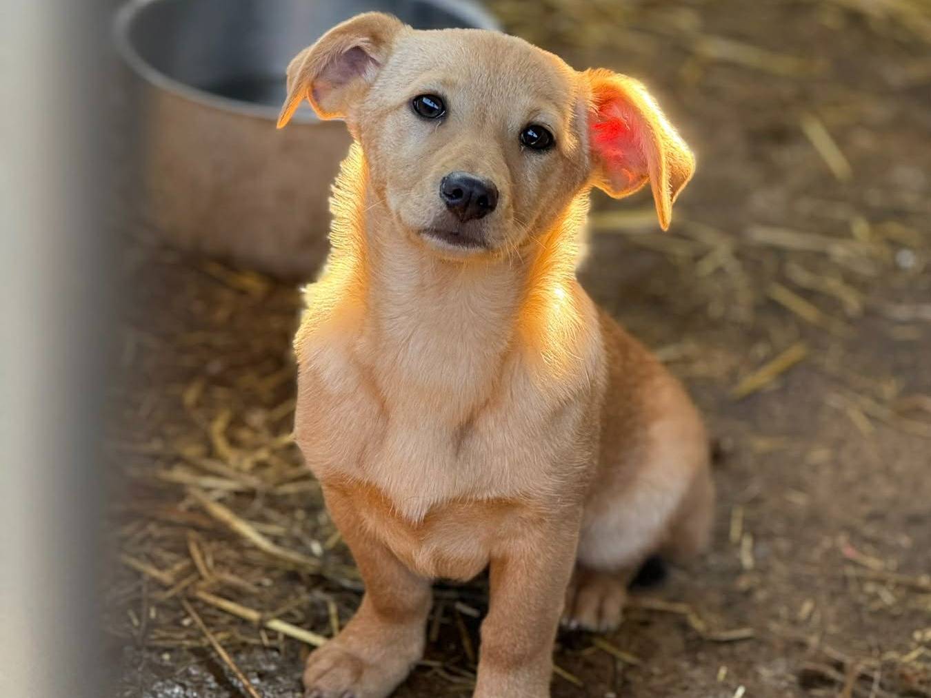 Adotta un cane, femmina, 2 mesi, Firenze