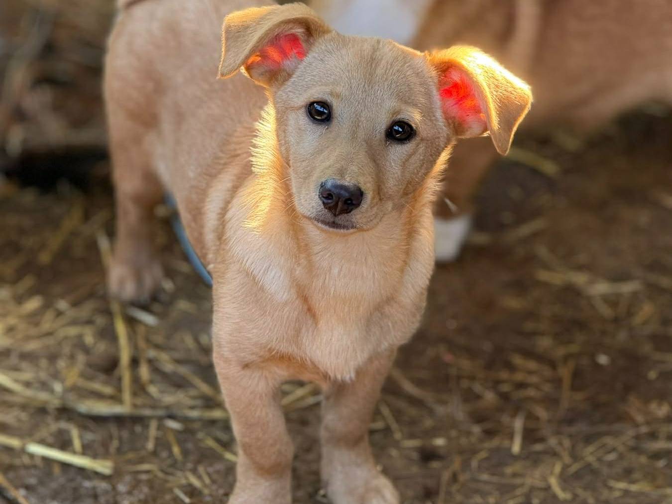 Adotta un cane, taglia media contenuta, femmina, Firenze
