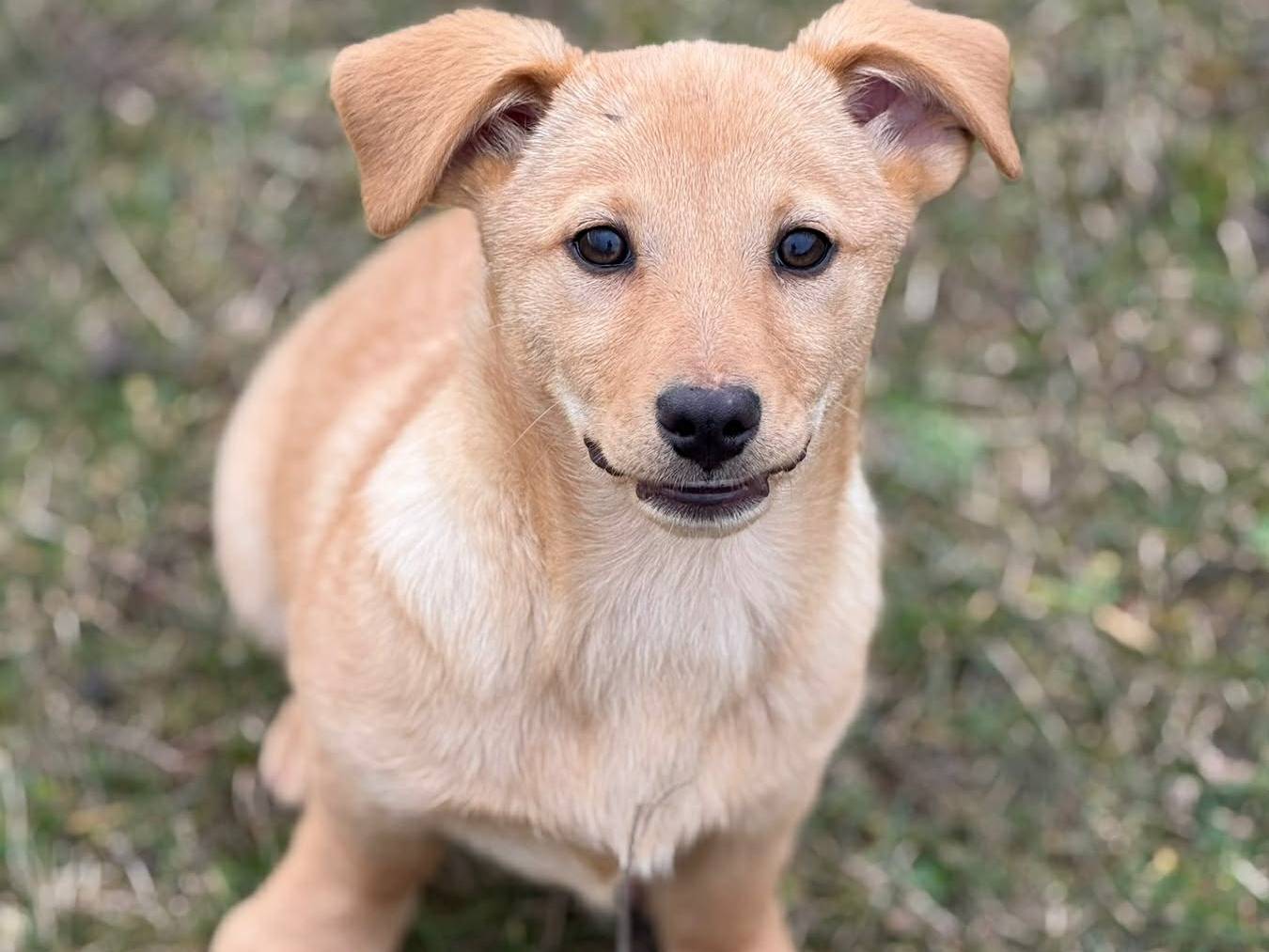 Vuoi adottare un cane a Firenze?