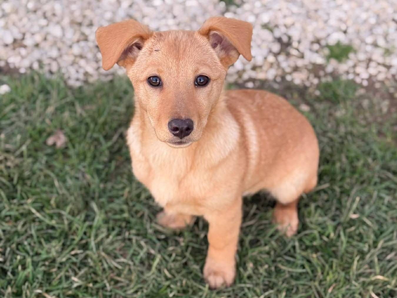 Adotta il cane VINKA a Firenze