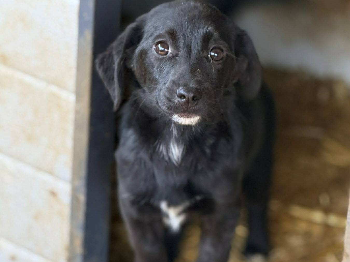 Adozione cane, femmina, Razza sconosciuta Razza sconosciuta, 3 mesi, taglia piccola, Firenze