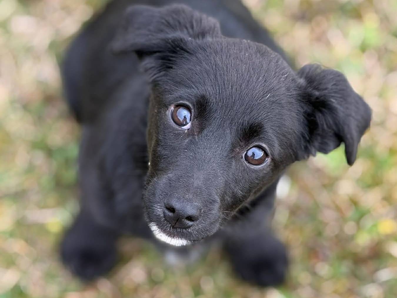 Adotta un cane, femmina, 3 mesi, Firenze
