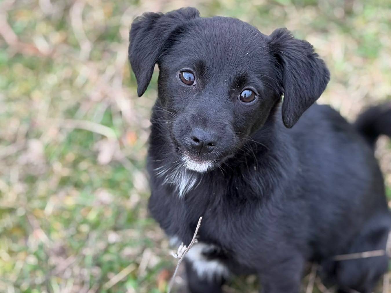 Adotta un cane, taglia piccola, femmina, Firenze