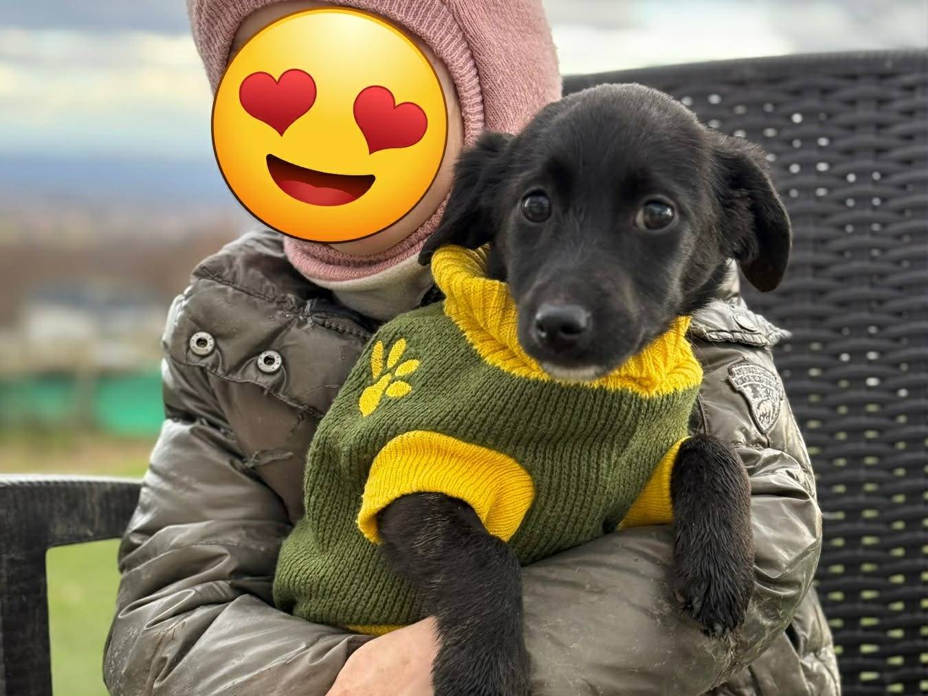 Vuoi adottare un cane a Firenze?