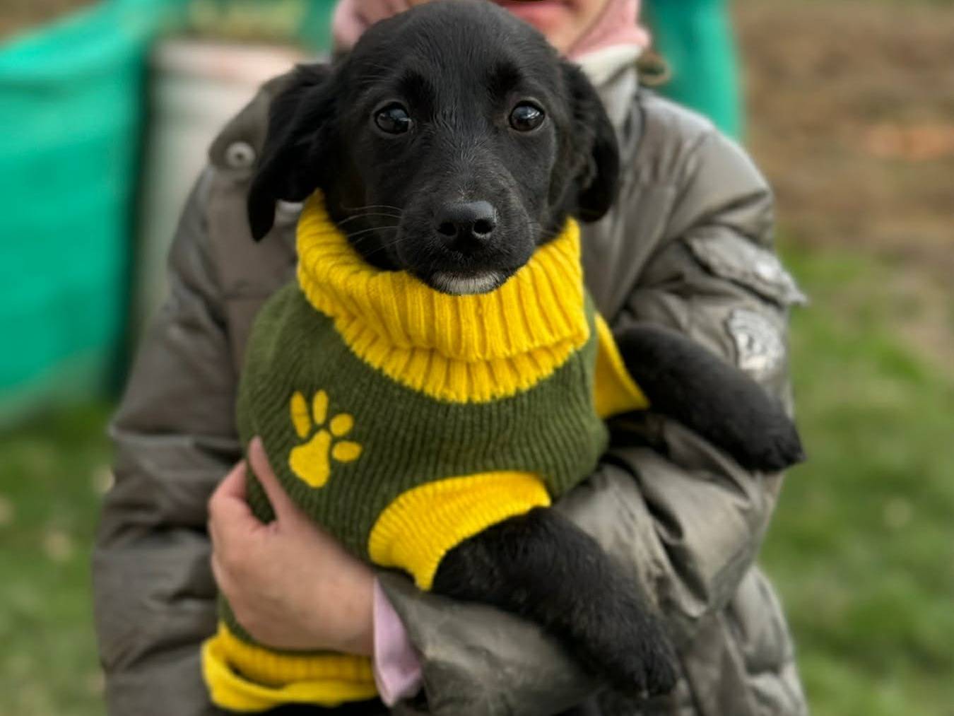 Adotta il cane VANJA a Firenze