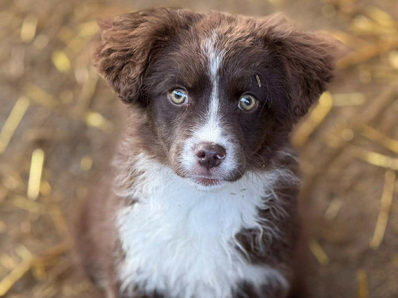 Adozione cane, femmina, Razza sconosciuta Razza sconosciuta, 3 mesi, taglia media contenuta, Firenze