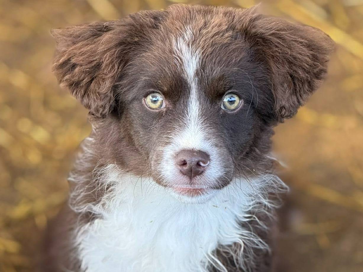 Adotta un cane, femmina, 3 mesi, Firenze