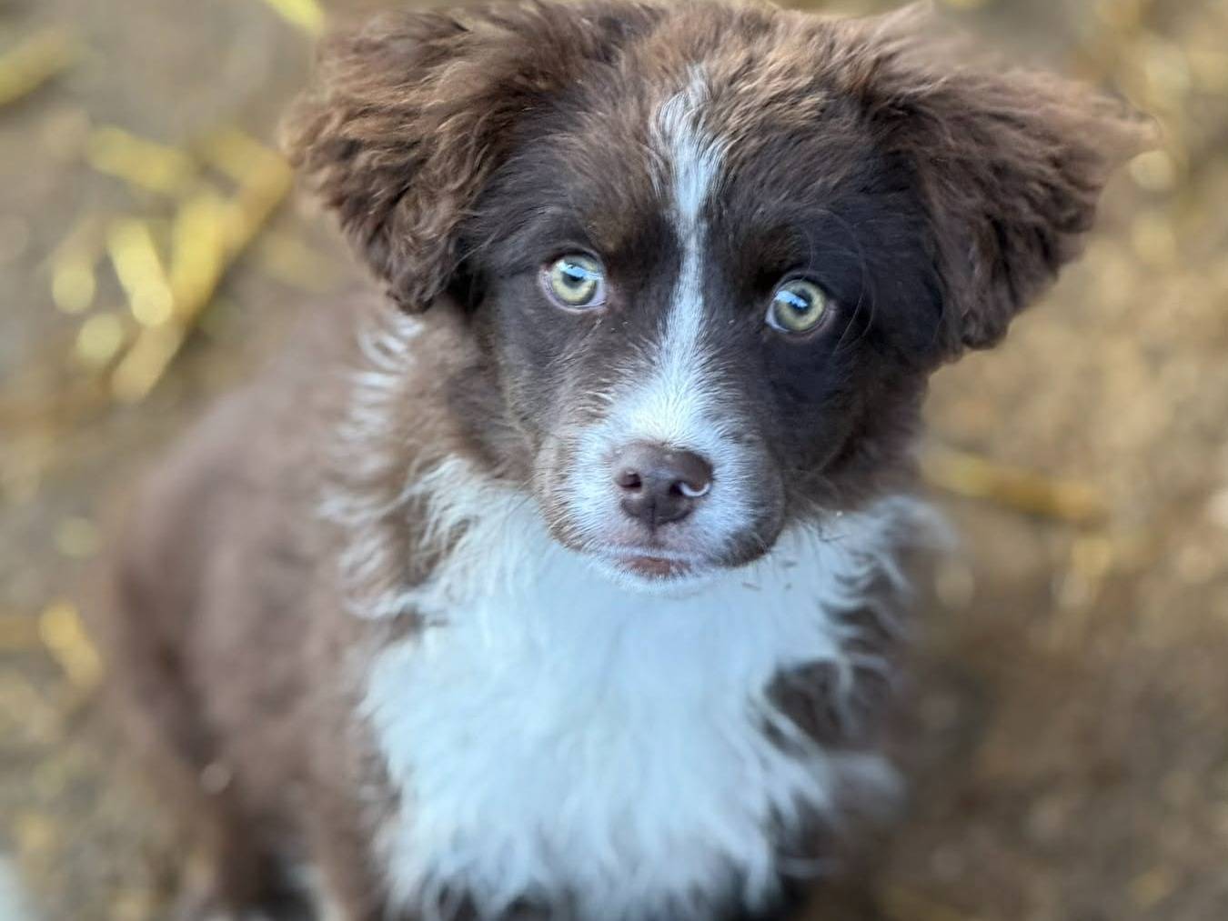 Adotta un cane, taglia media contenuta, femmina, Firenze