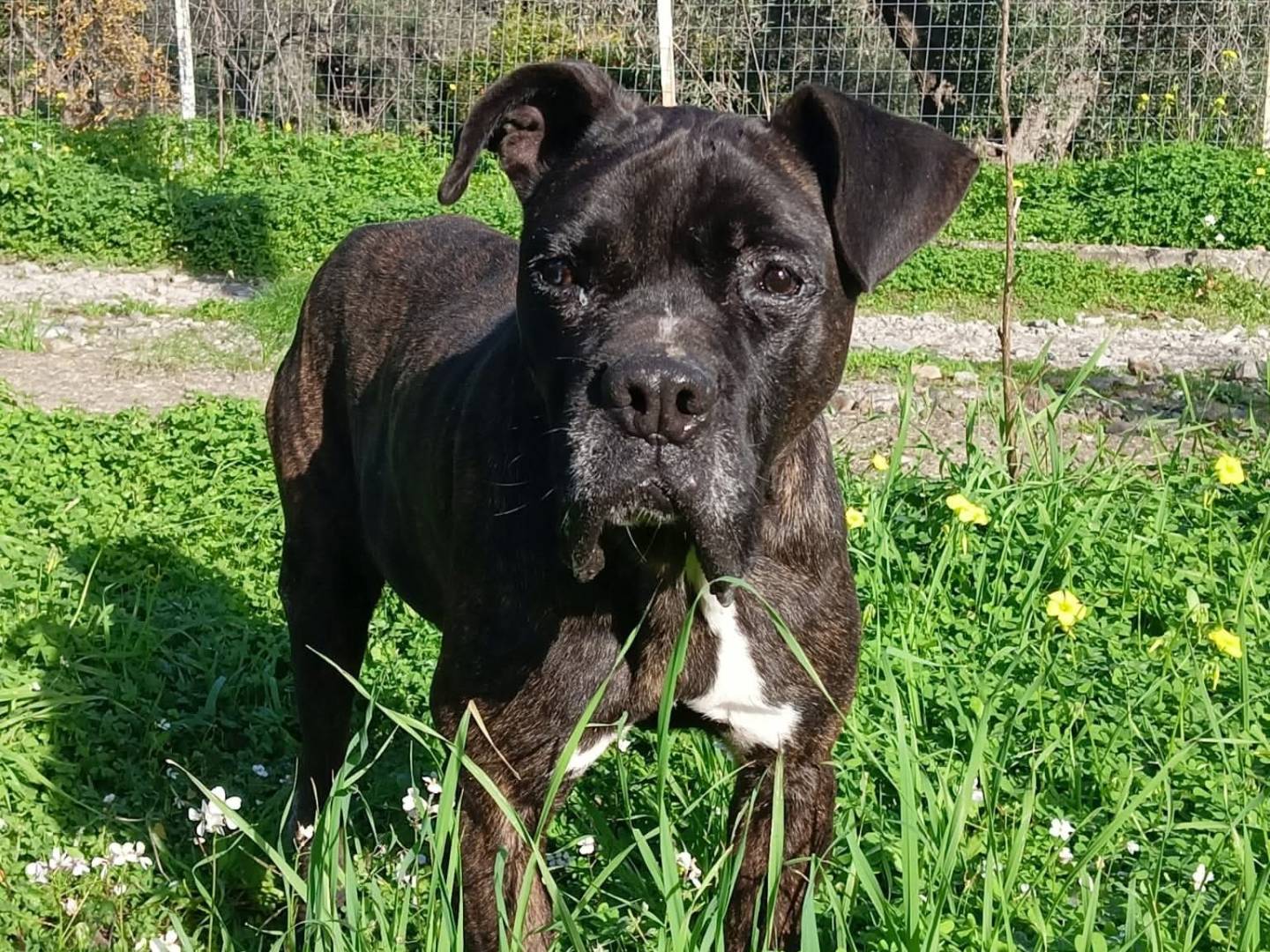 Adozione cane, maschio, Razza sconosciuta Razza sconosciuta, 8 anni e 4 mesi, taglia media, Crotone