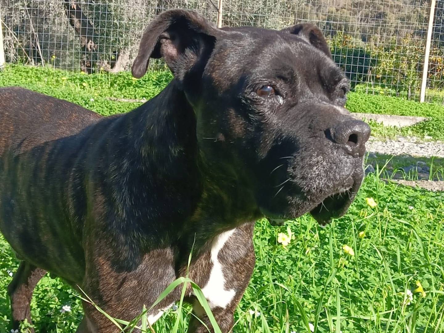 Adotta un cane, maschio, 8 anni e 4 mesi, Crotone