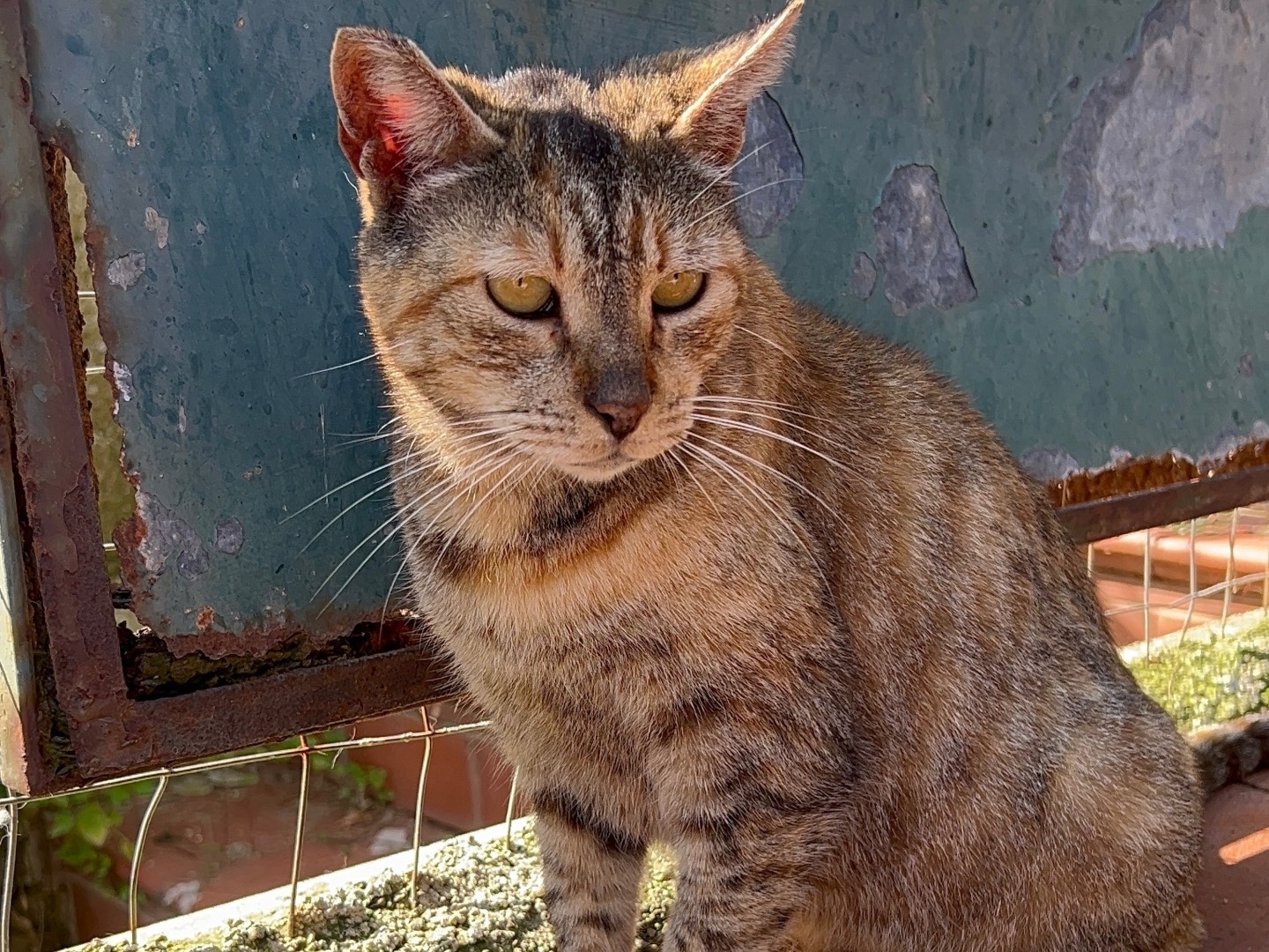 Adotta un gatto, femmina, 5 anni e 6 mesi, Messina