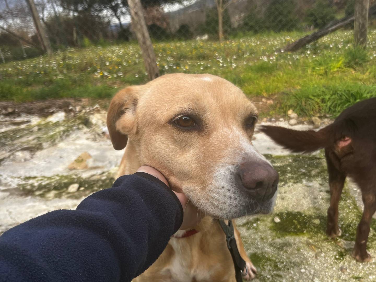 Adozione cane, femmina, Razza sconosciuta Razza sconosciuta, 10 anni e 10 mesi, taglia media, Roma