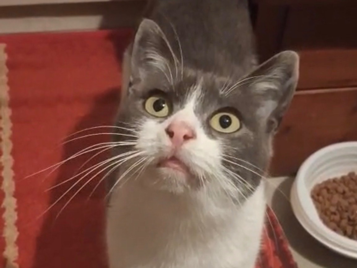 Adozione gatto, femmina, Razza sconosciuta Razza sconosciuta, 11 mesi, taglia non valida, Torino