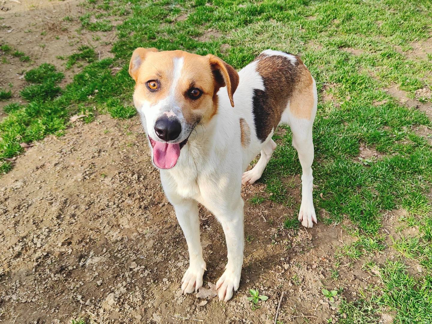 Adozione cane, maschio, Razza sconosciuta Razza sconosciuta, 1 anno e 1 mese, taglia media, Cuneo