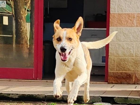 Adotta un cane, maschio, 1 anno e 1 mese, Cuneo