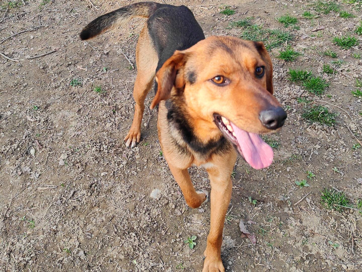 Adozione cane, maschio, Razza sconosciuta Razza sconosciuta, 1 anno e 1 mese, taglia media, Cuneo