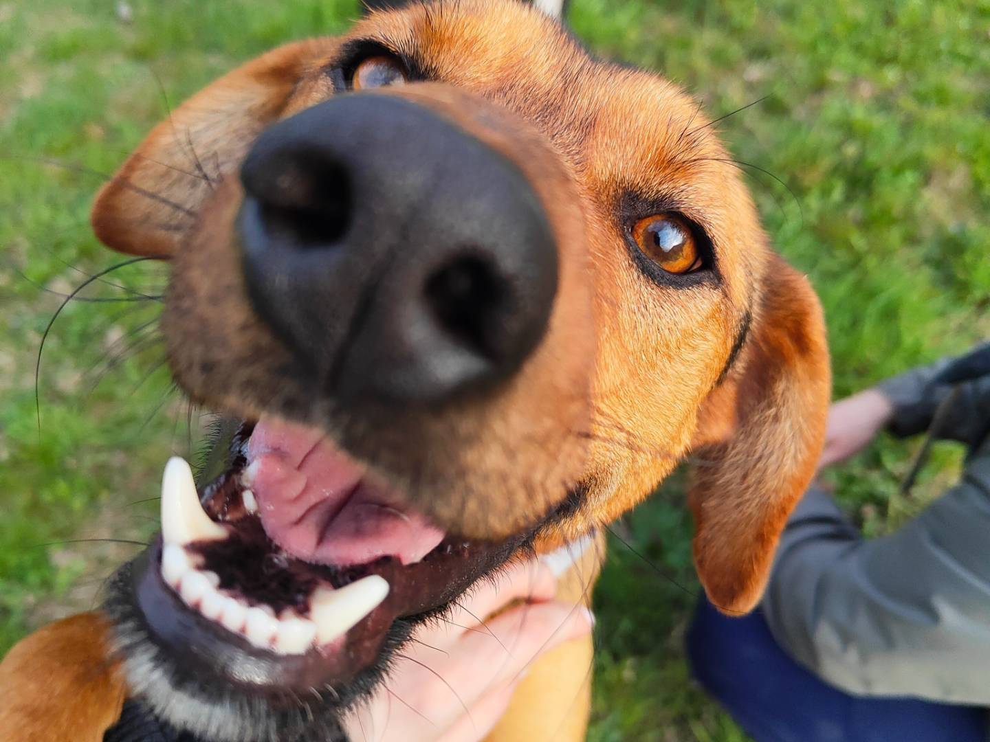 Adotta un cane, maschio, 1 anno e 1 mese, Cuneo