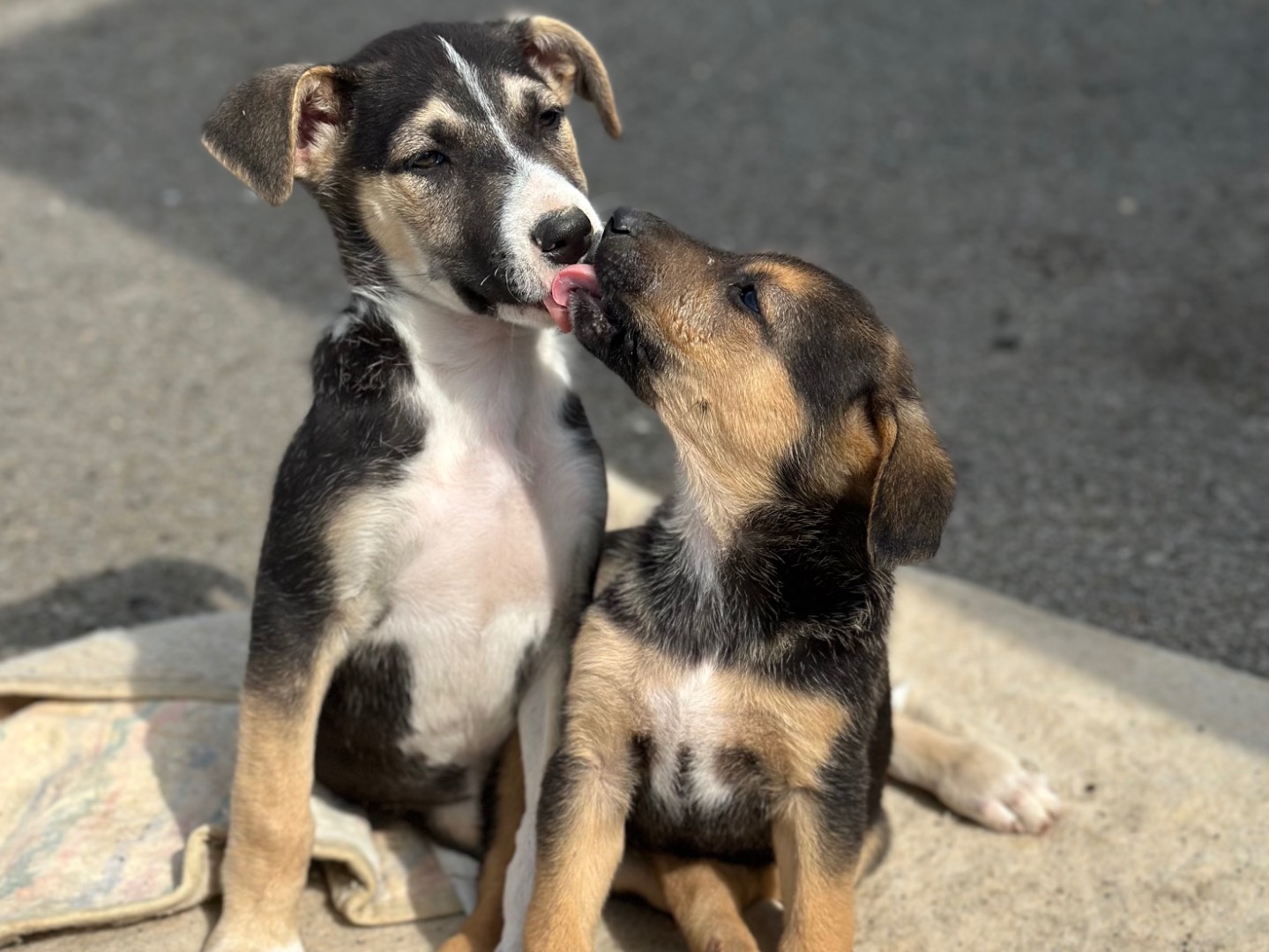 Adotta il cane Mia a Siracusa