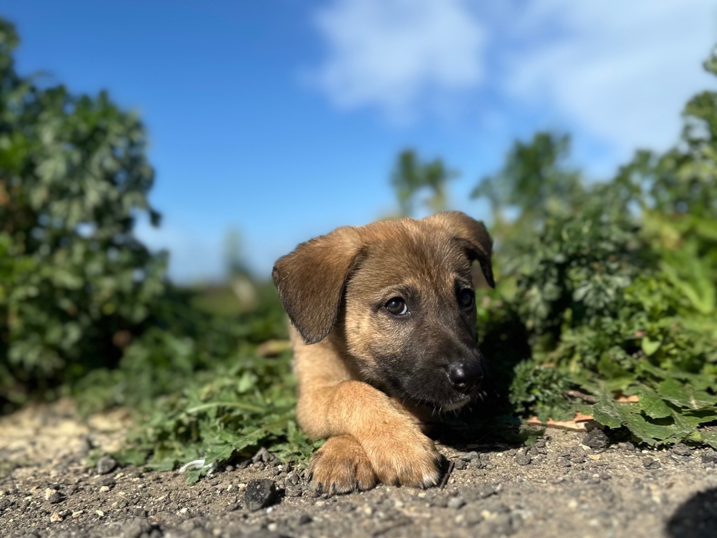 Adotta un cane, maschio, 2 mesi, Siracusa