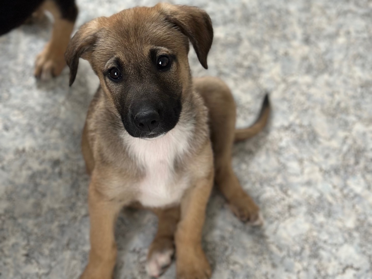 Adotta un cane, taglia media, maschio, Siracusa