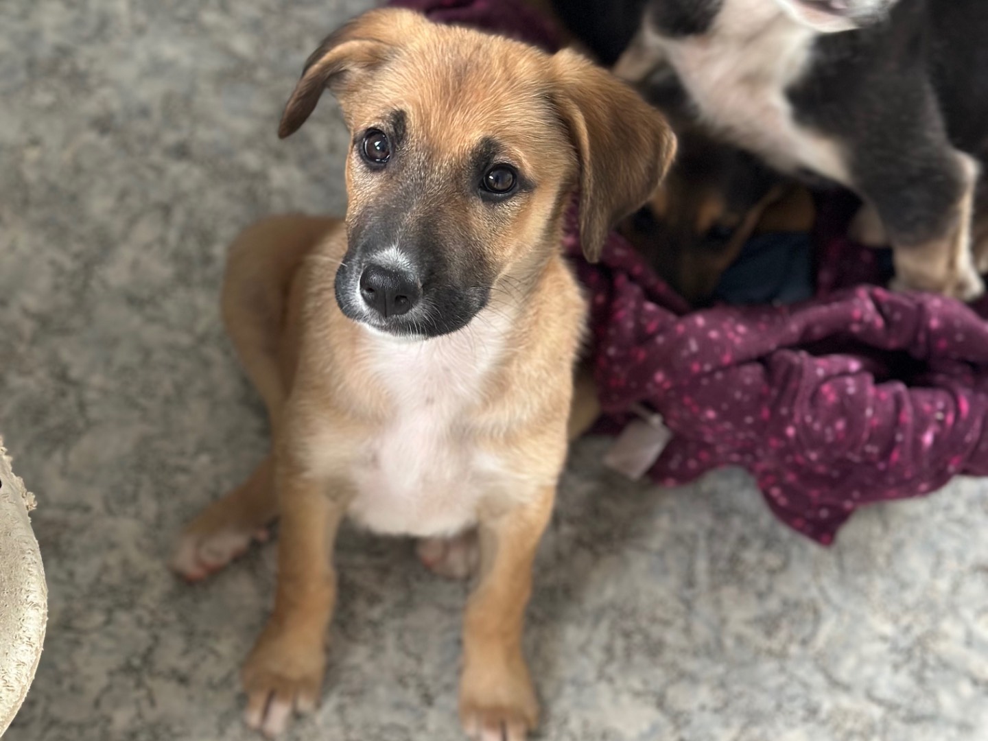 Adotta il cane Kira a Siracusa