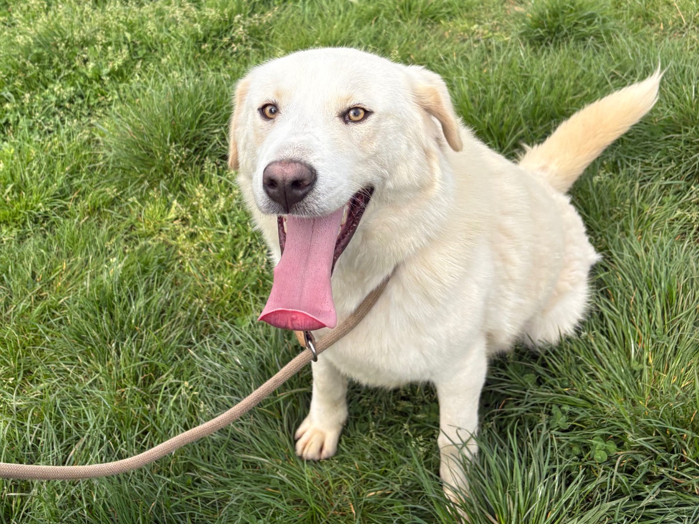 Adotta un cane, maschio, 1 anno e 6 mesi, Frosinone