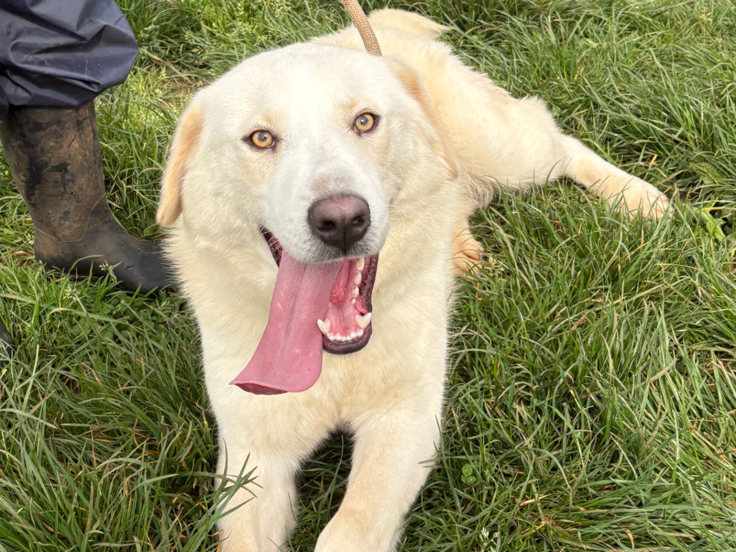 Adotta un cane, taglia media, maschio, Frosinone