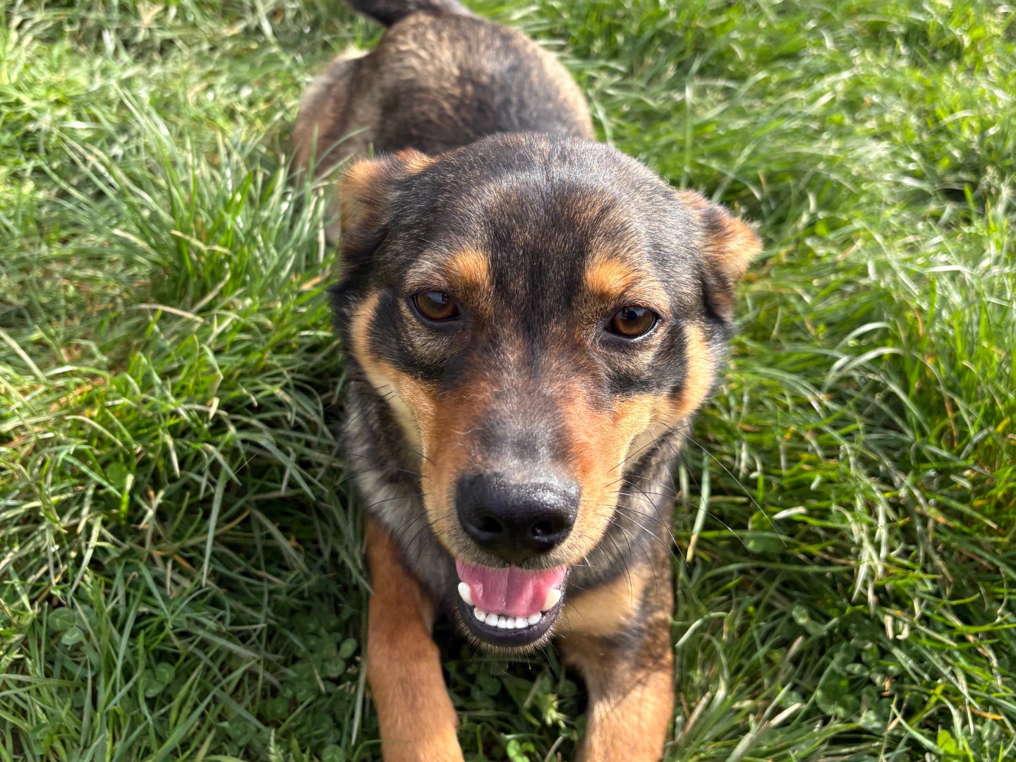 Adotta il cane Berry a Frosinone